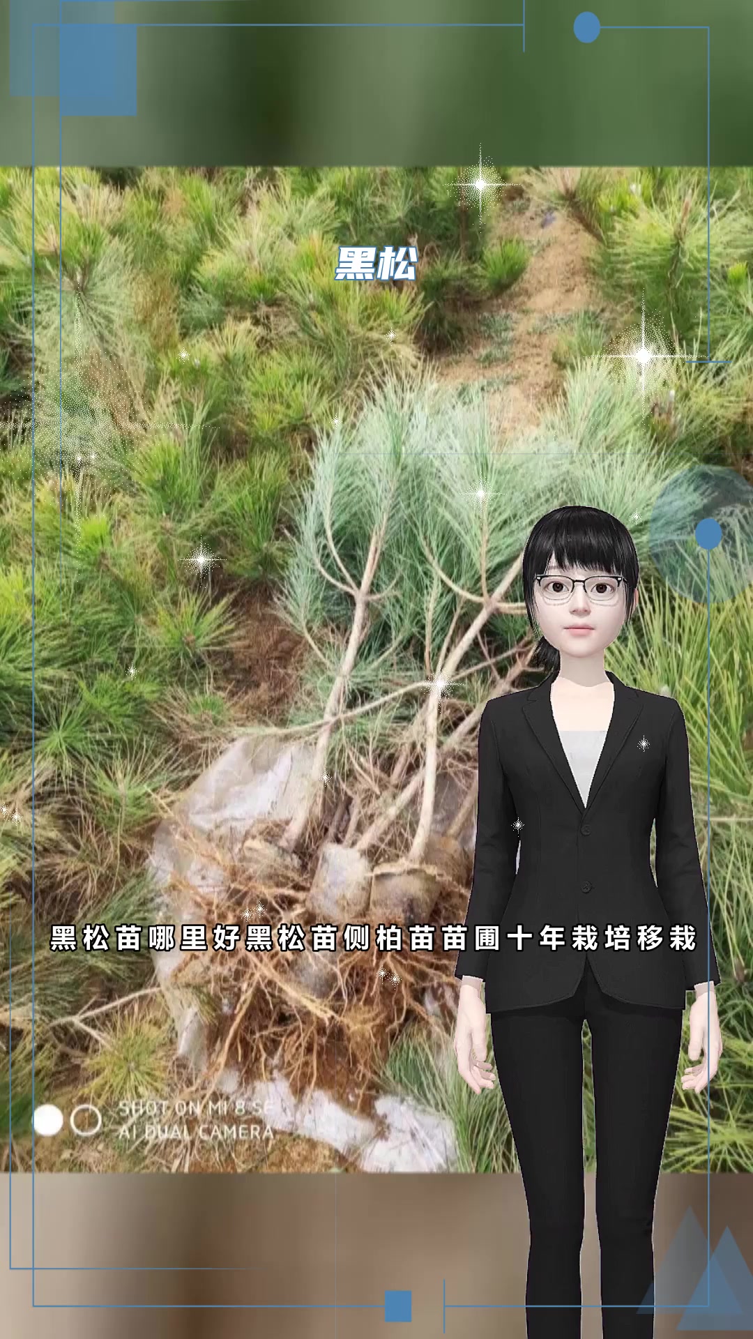 黑松造型批发基地造型松苗圃