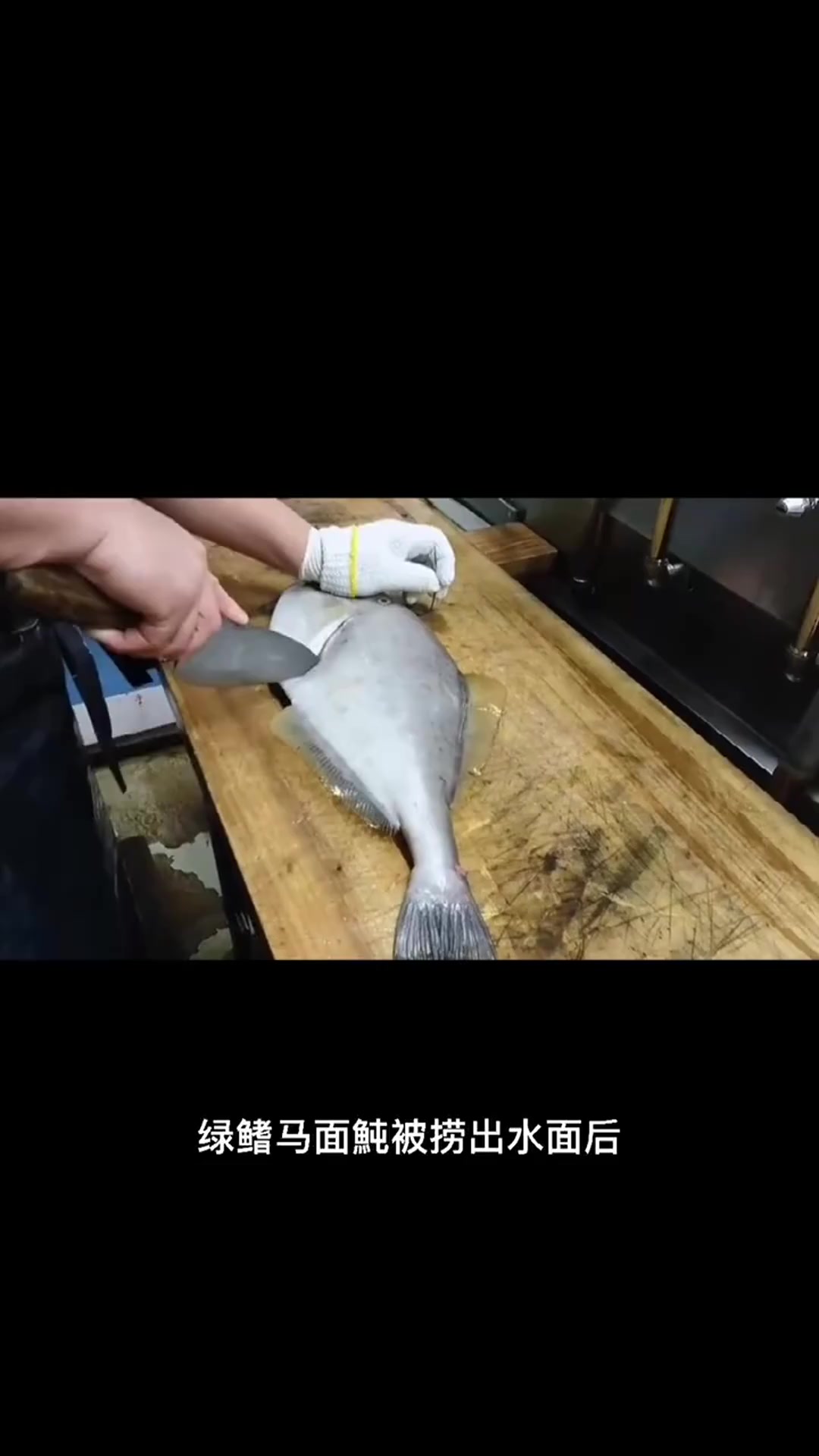 火锅里的耗儿鱼为什么没有头