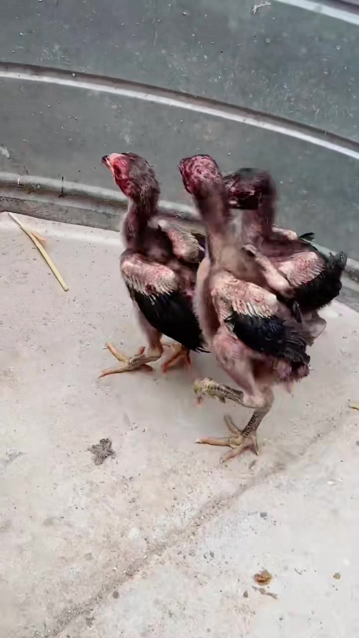 这种小斗鸡你见过吗