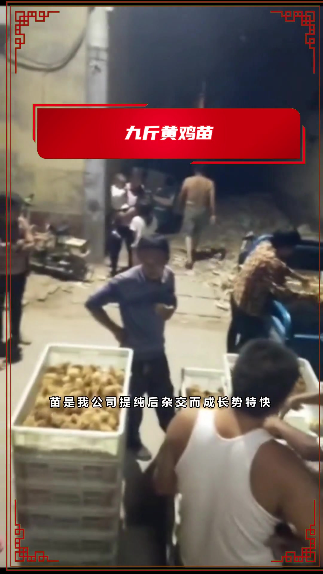你知道什么红玉鸡苗适应散养吗?
