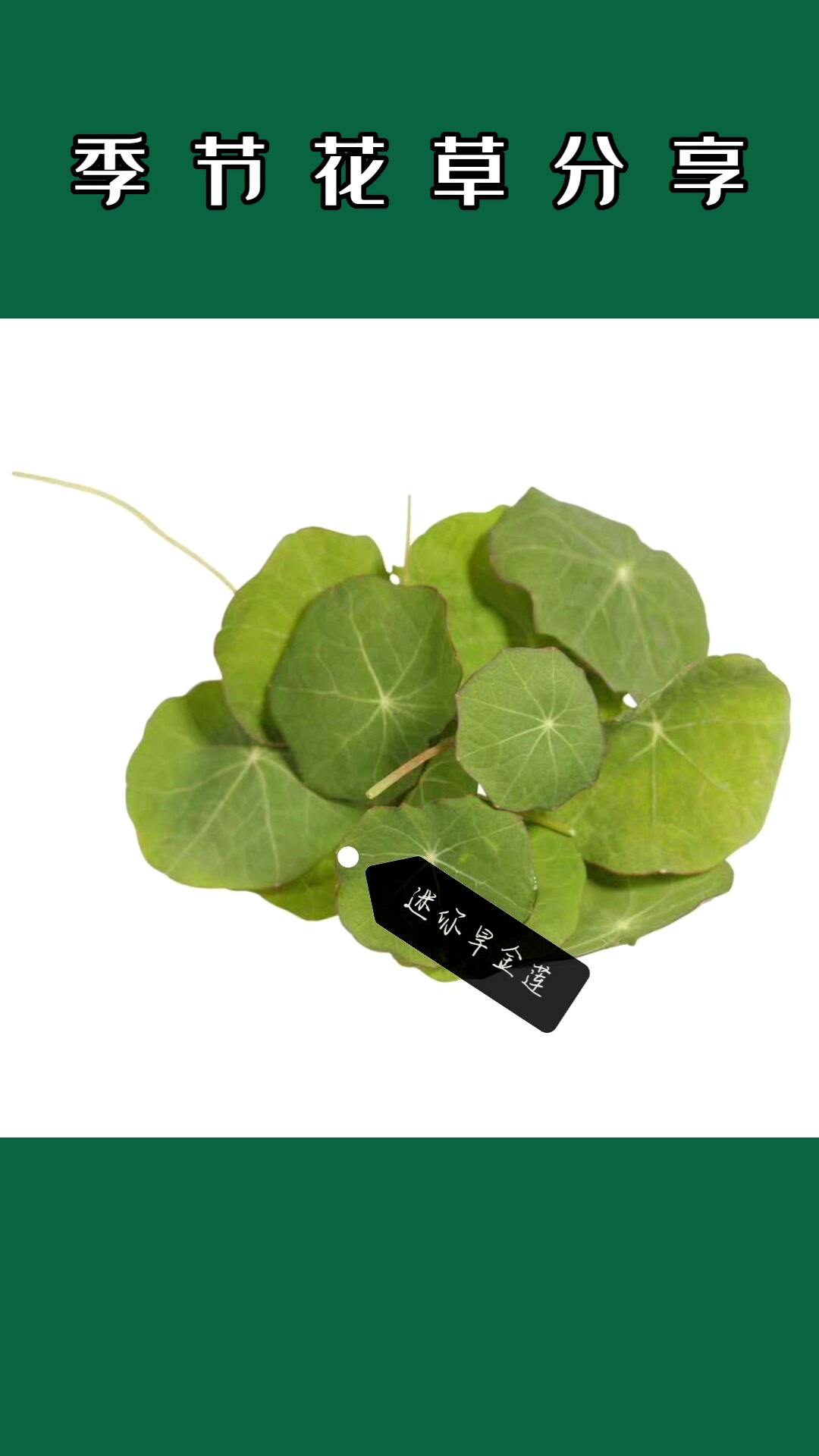 季节性花草分享给你们参考一下,冷菜,中餐盘饰均可使用!