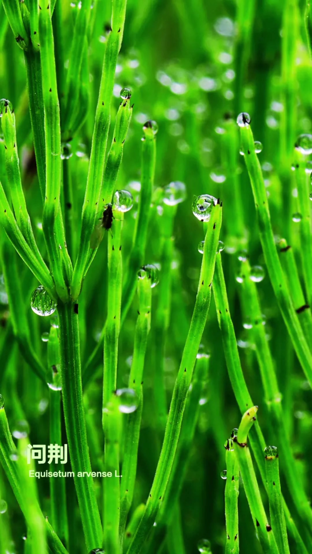 高清植物图集,喜欢的收藏!