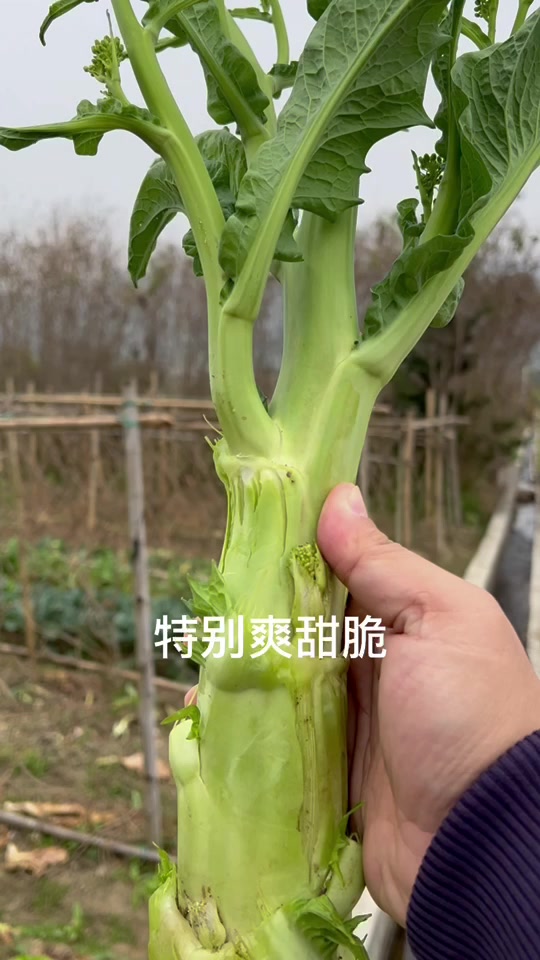 芥菜叶子黄了也能吃吗?(梁万新)美食 家常菜 乡村味道