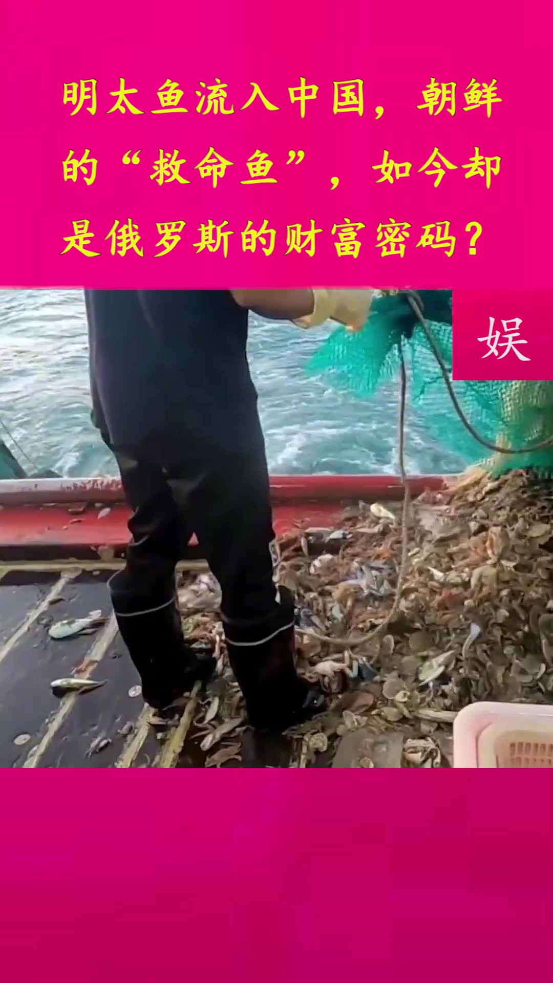 明太鱼流入中国,朝鲜的“救命鱼”,如今却是俄罗斯的财富密码?