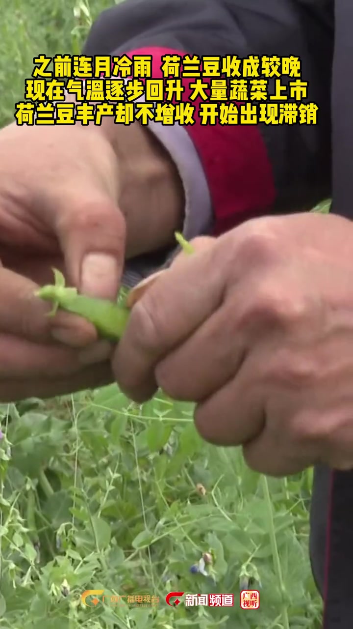 宾阳荷兰豆丰收,农民求销路 优质农产品