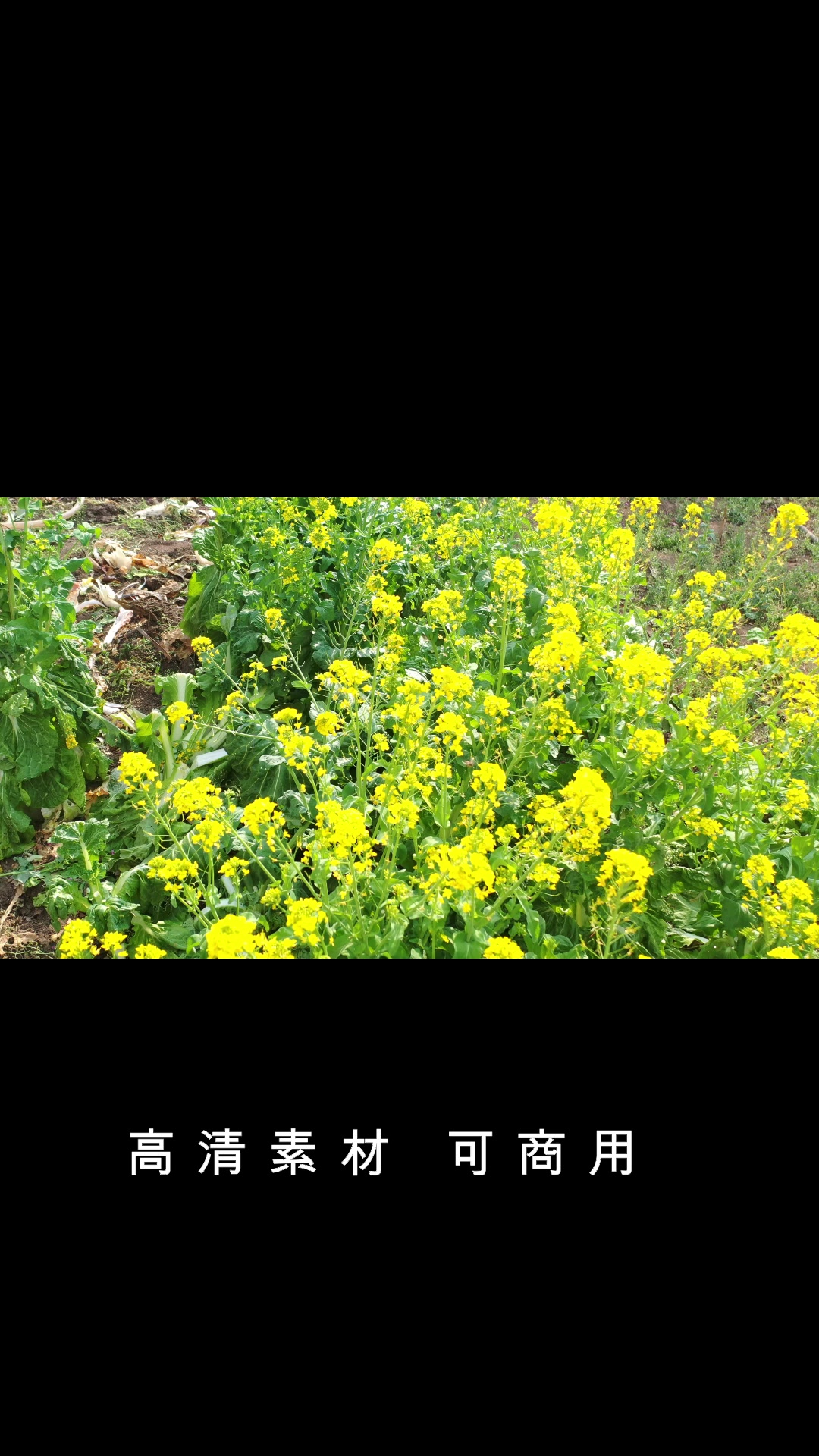 油菜花可商用高清素材