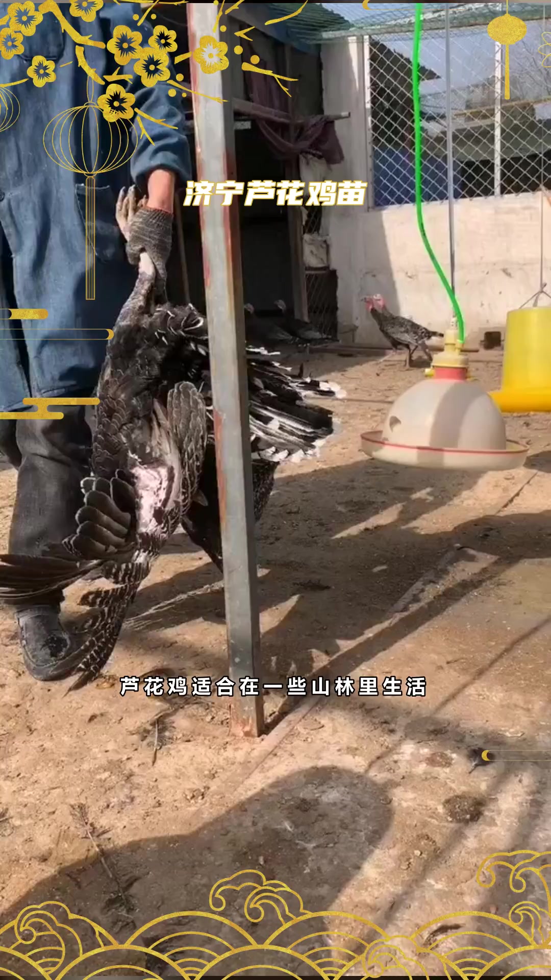 纯种的芦花鸡苗,科学养殖