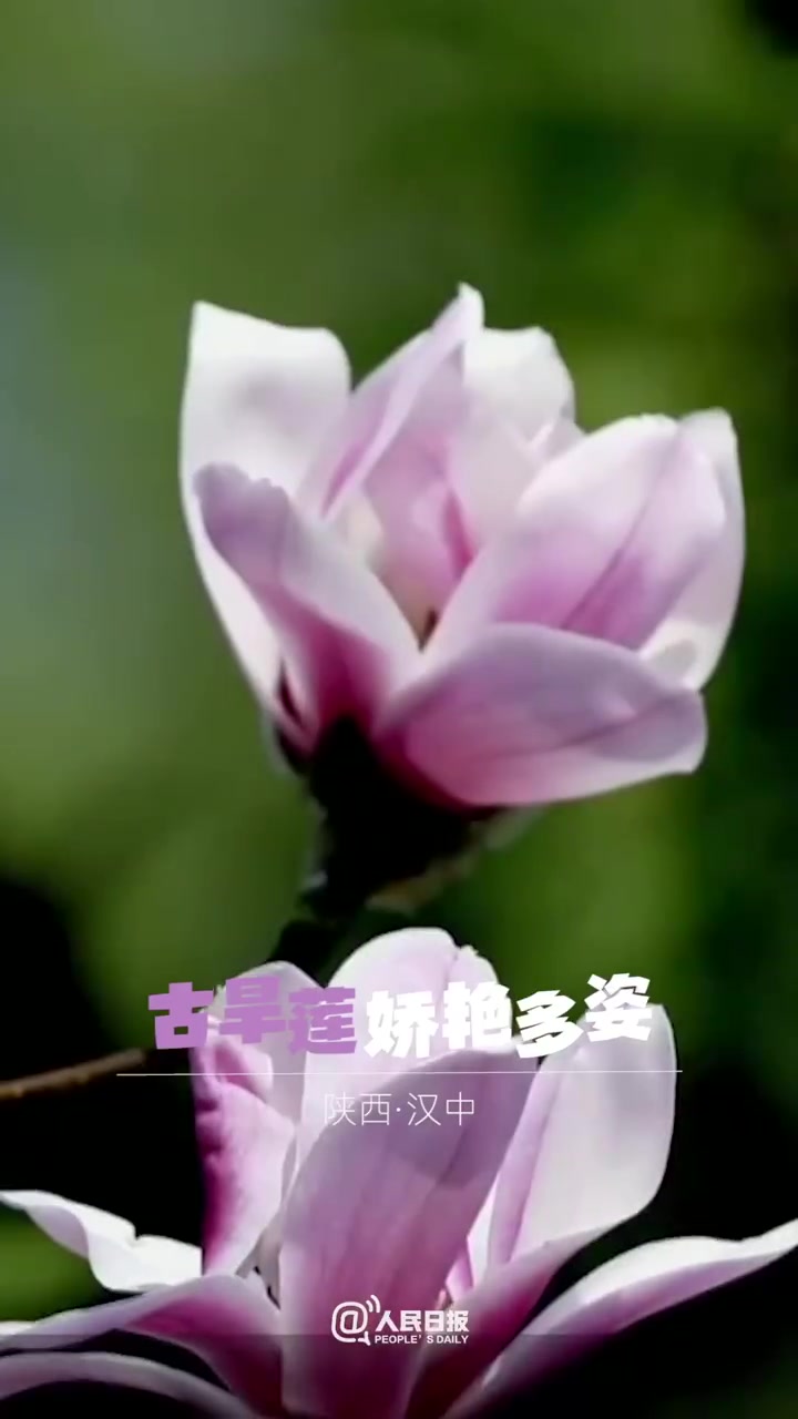 【一起许愿!#愿疫情早日结束#,所有美好如约而至】冬去春来,大地回暖,各地百花齐放。油菜花