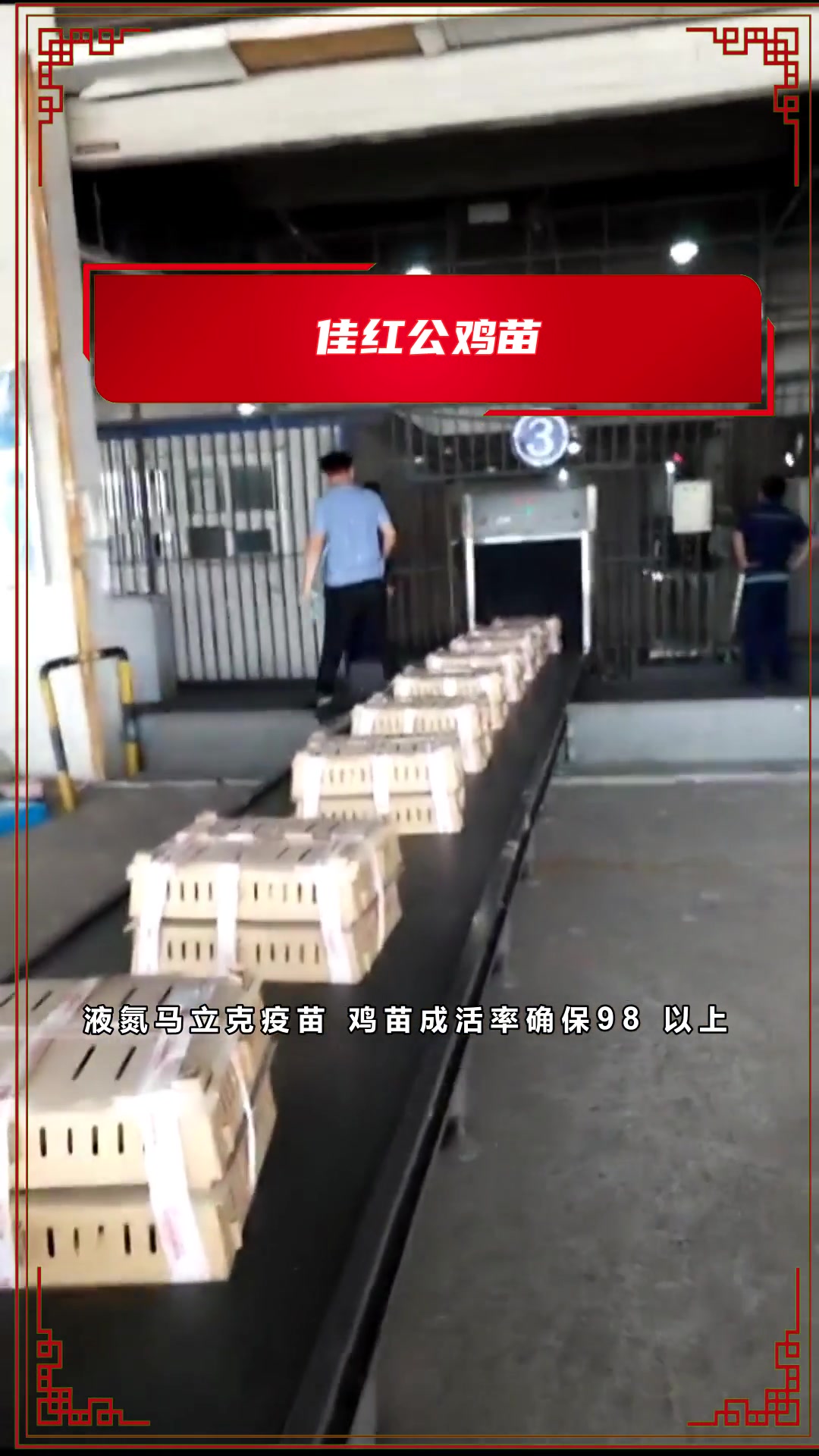 你知道什么样的红鸡苗圈养好?