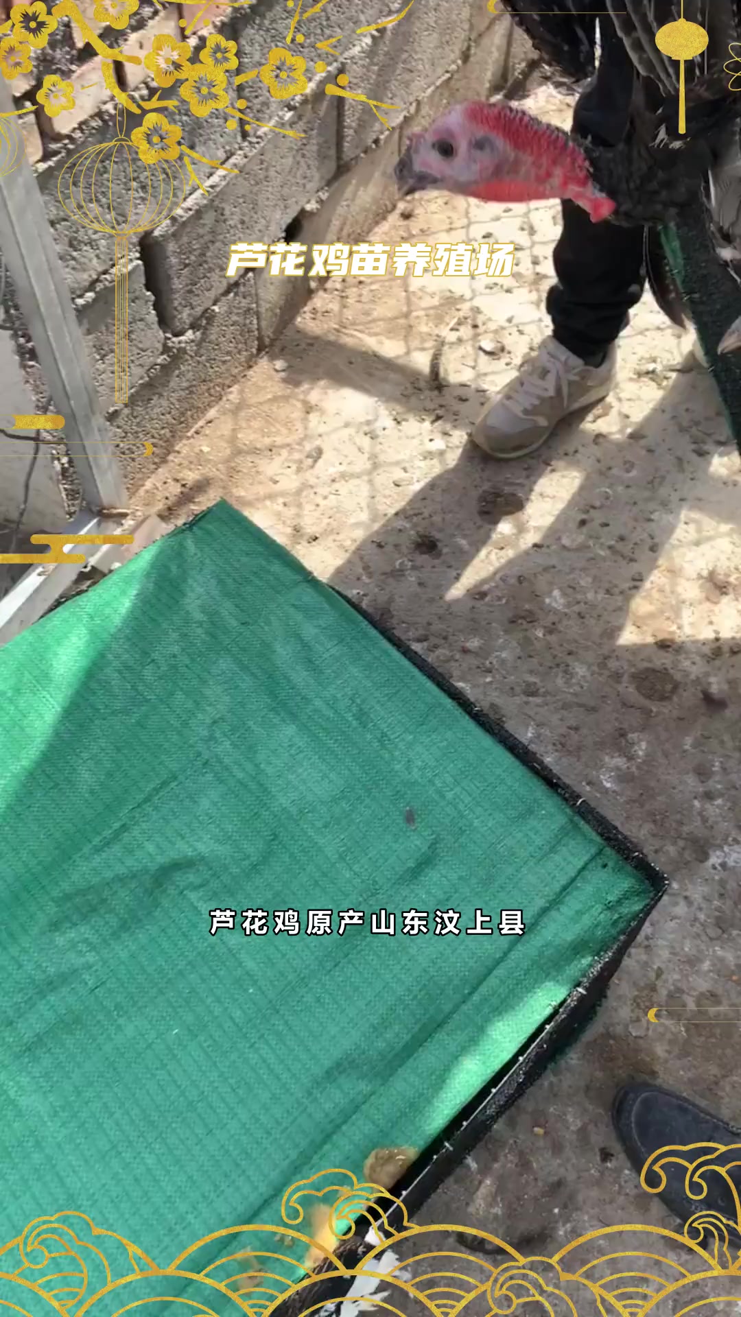 芦花鸡苗养殖技术