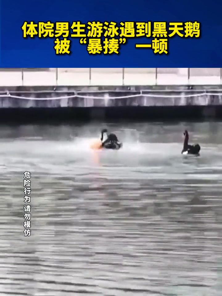 黑天鹅属于大型禽类,翼展1.6-2米,具有天鹅种类中最长的脖子,翅膀很有力量,而且有领地意