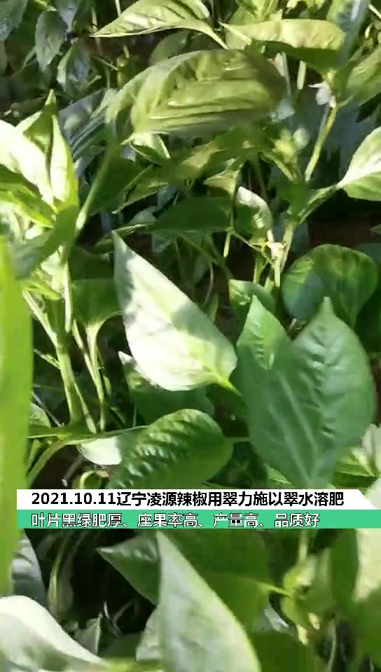 辽宁凌源辣椒用翠力施以翠大量元素+生根剂+菌剂,品质好、产量高