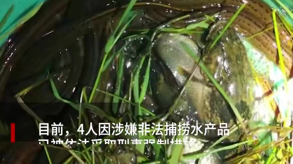【男子深夜电鱼给孩子满月酒加菜被抓[黑线]】 近日,四川泸州江阳区,一男子为给孩子的满月酒