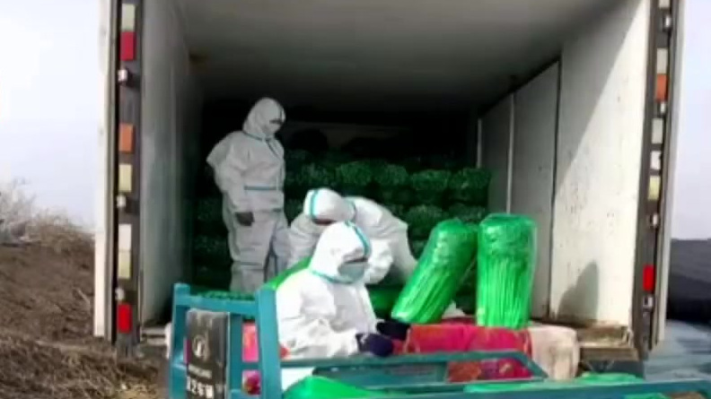 【#200个爱心电话买光2万斤芹菜# 地里仍有几十万斤待售】日前,河北廊坊邢官营村菜农们种