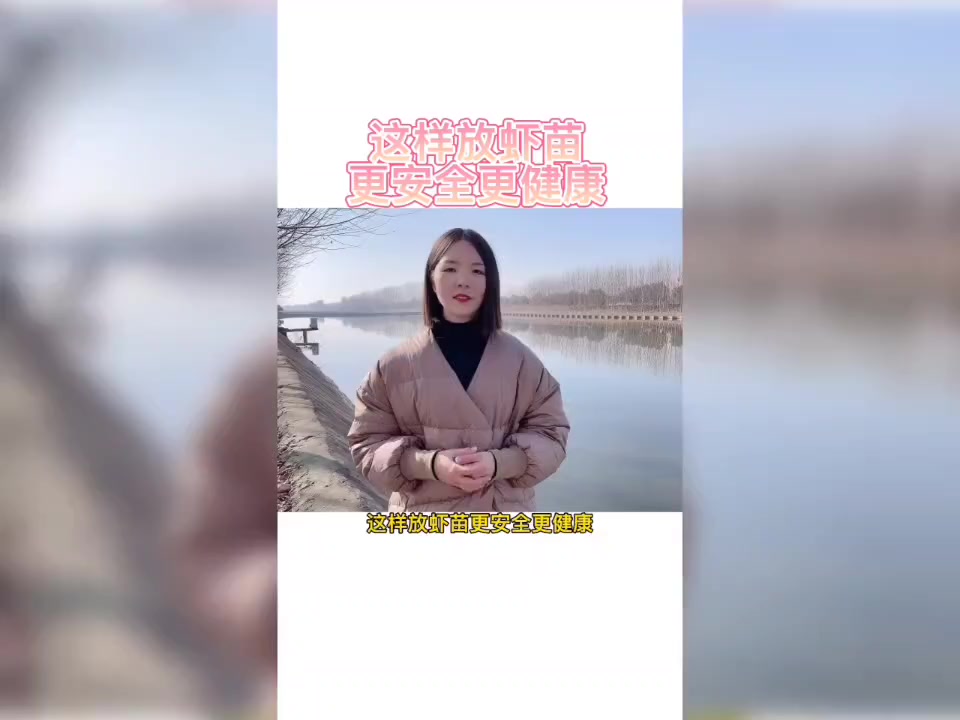 这样放虾苗更安全更健康 南美白对虾养殖 水产养殖