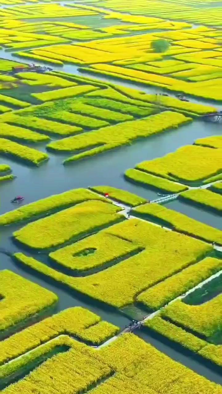 江苏泰州兴化千垛油菜花田