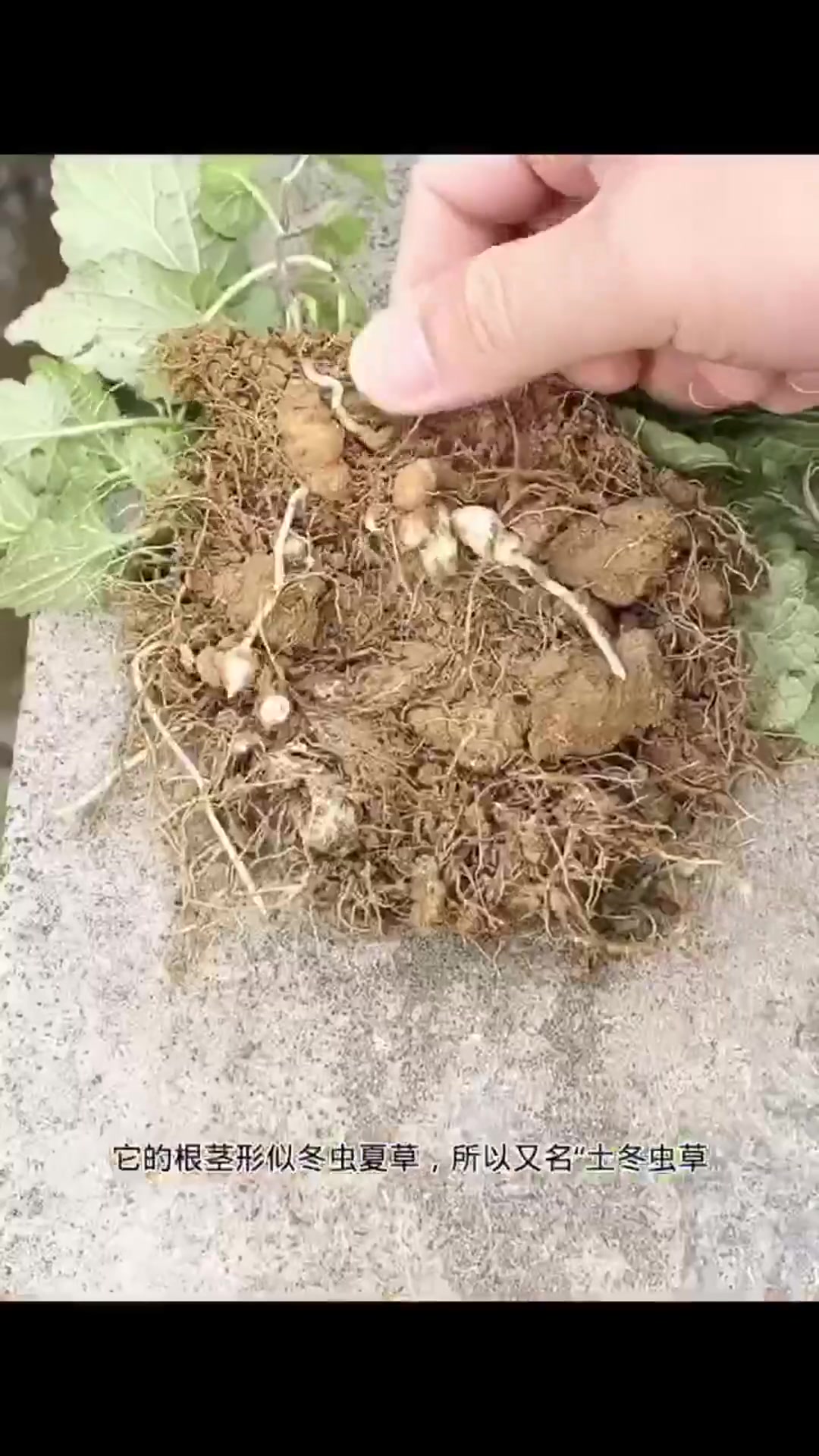 冬虫夏草怎么生长的