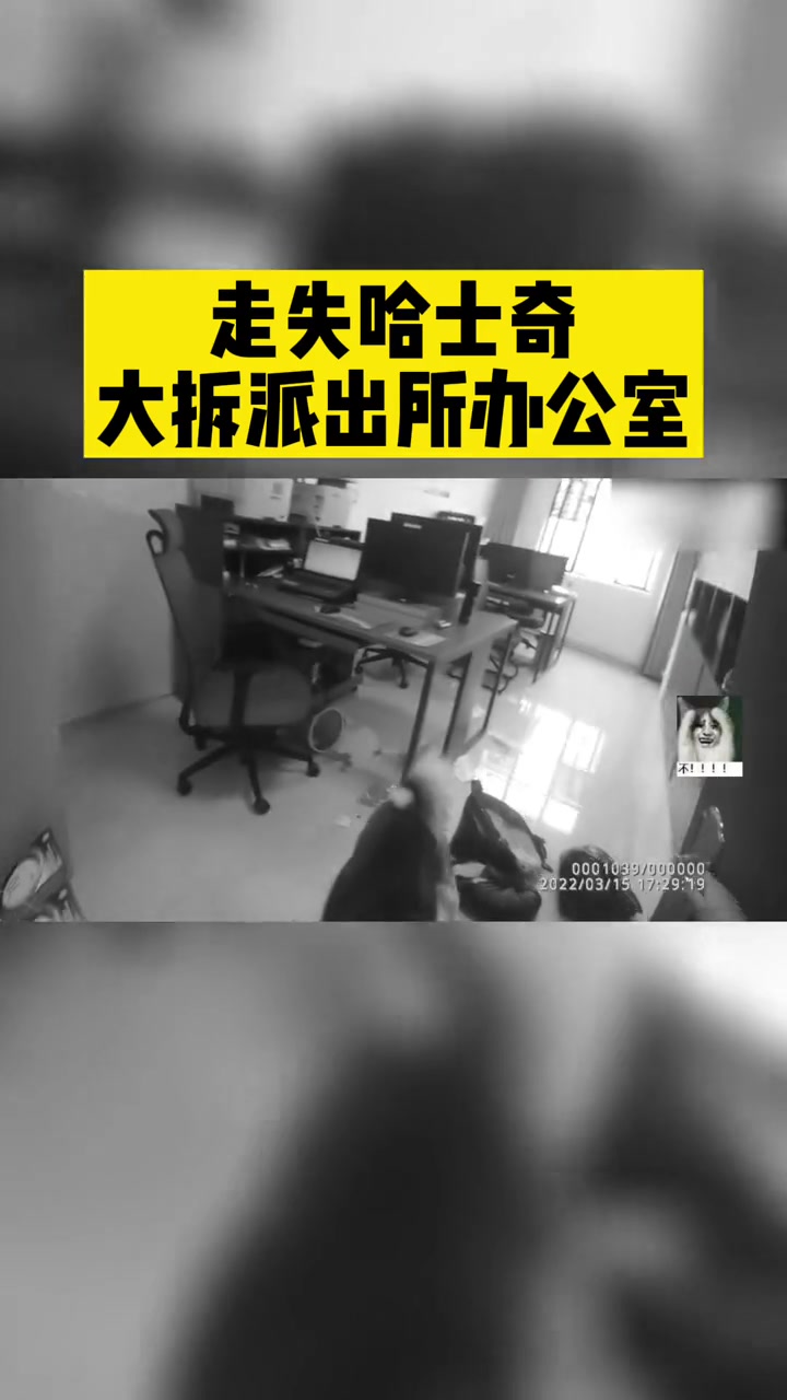 哈士奇拆家拆到派出所 走失哈士奇大拆派出所办公室