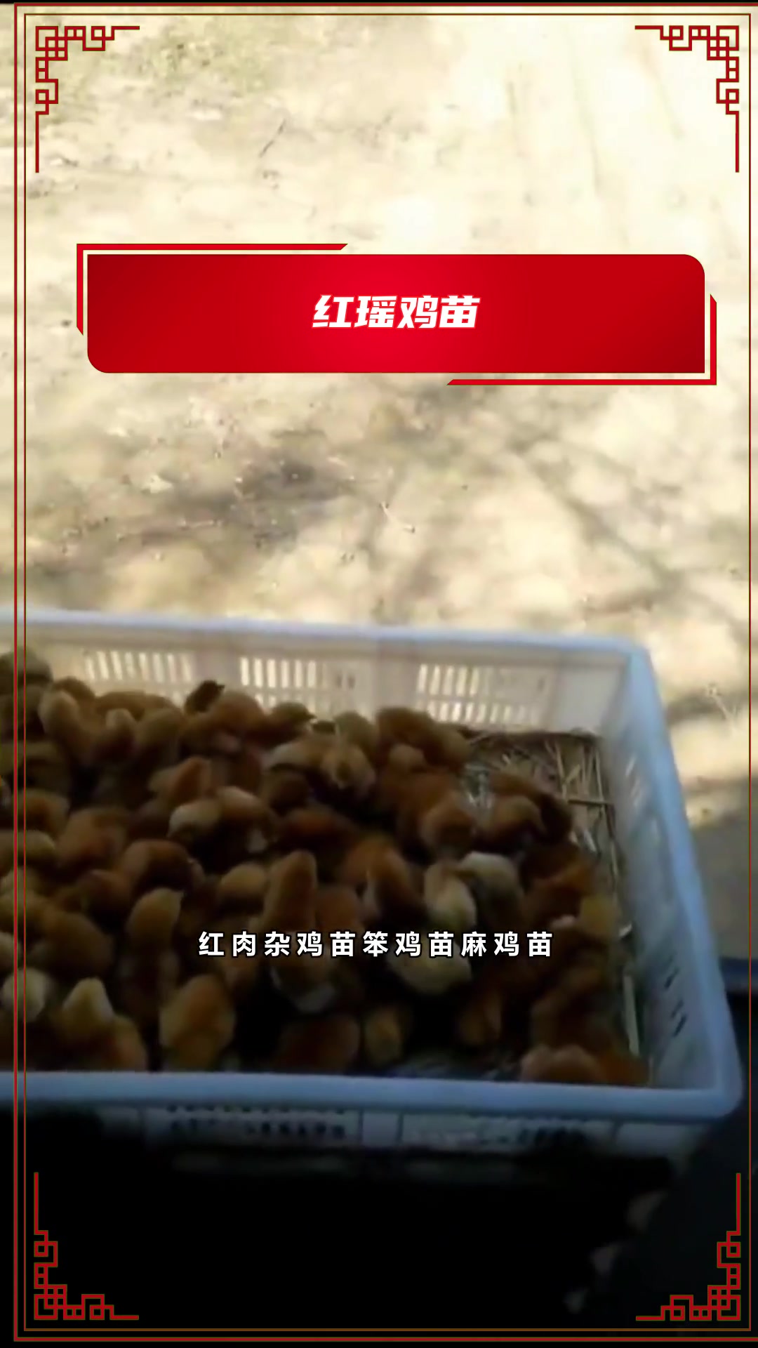你知道什么鸡苗圈养好?