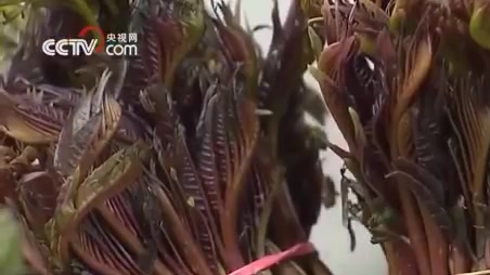 【春分吃春菜 】#春分应该吃什么# 我国不少地区,有春分“吃春菜”的习俗。春天的荠菜品质最