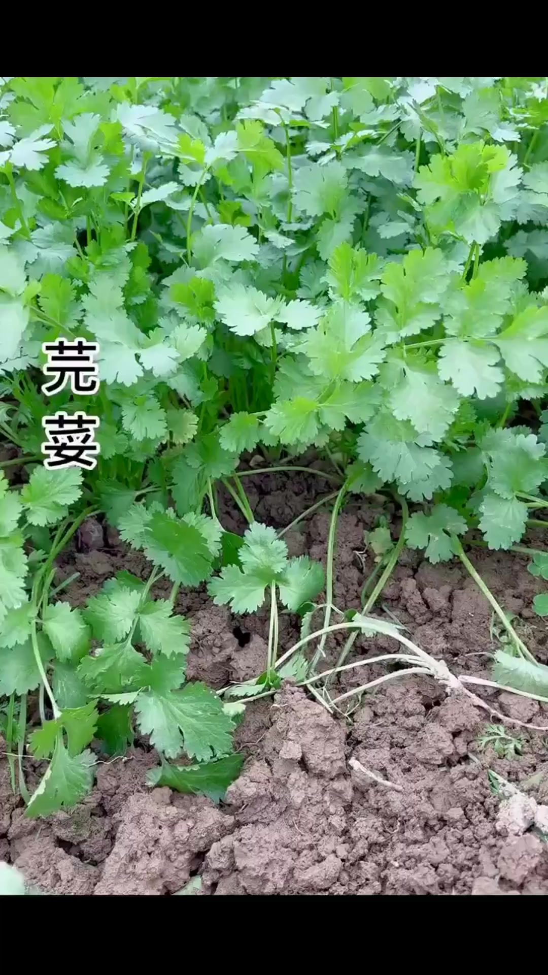 你知道芫荽是什么吗?