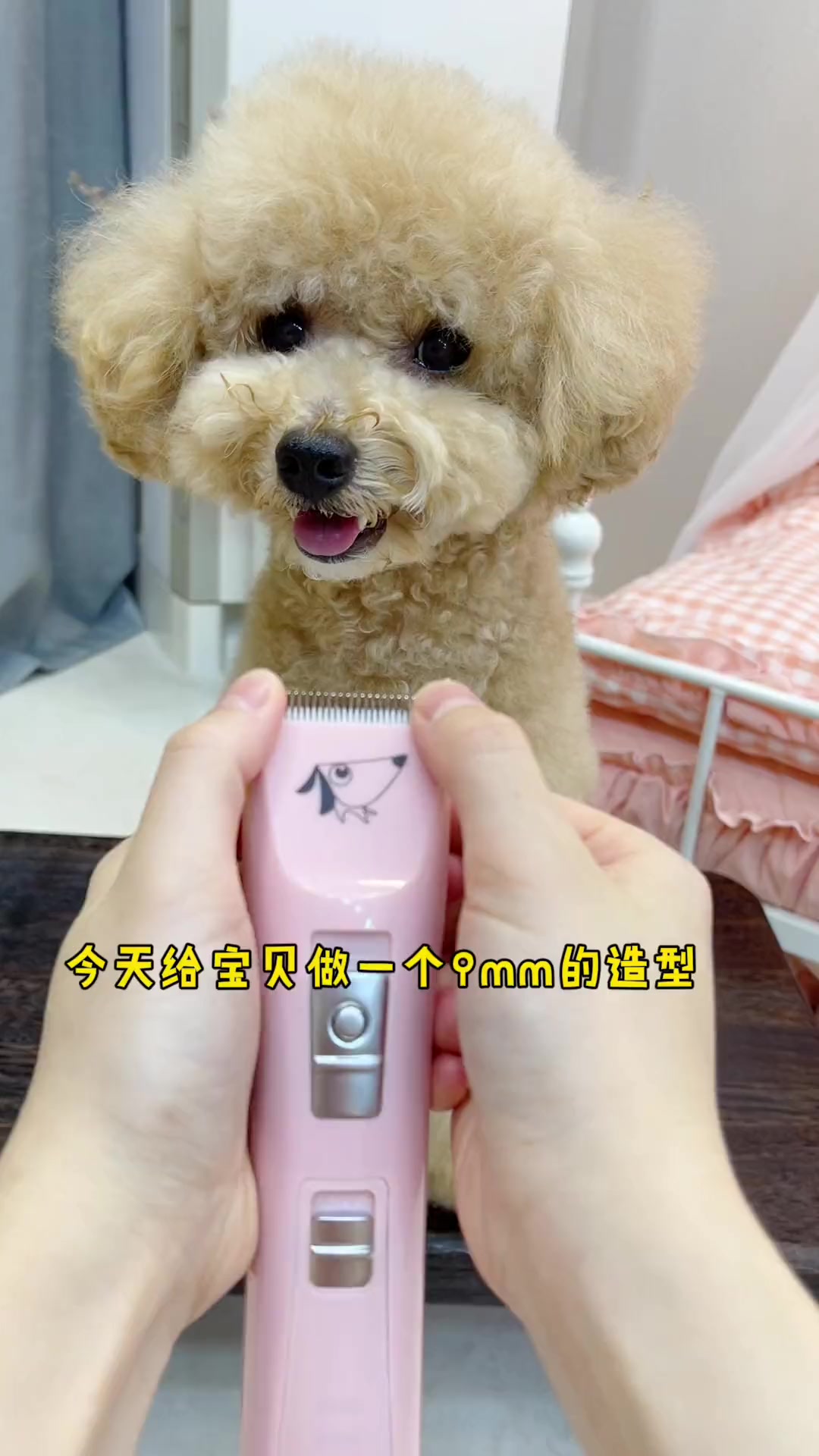 自己给狗子修毛的快乐不仅仅是省米