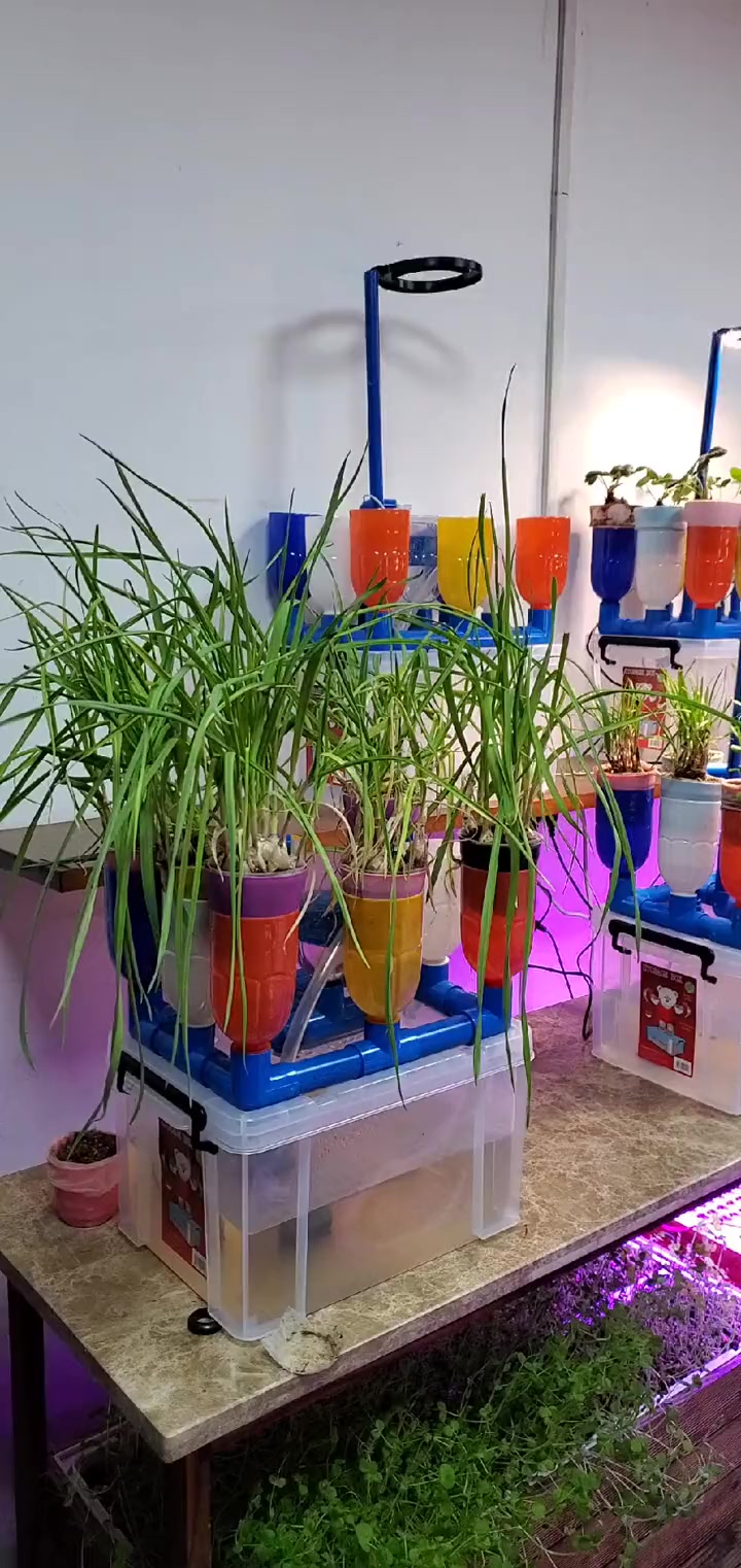 桌面彩虹鱼菜共生系统,种植效果!鱼菜共生