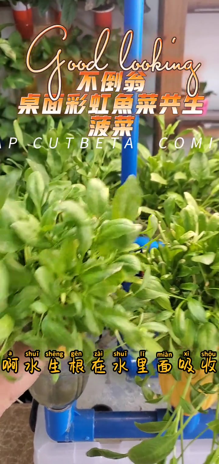 桌面彩虹鱼菜共生系统,菠菜种植效果 鱼菜共生