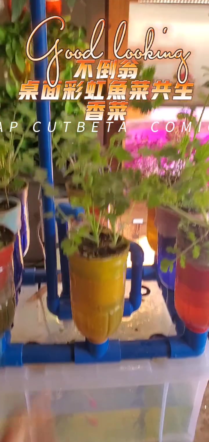 桌面彩虹鱼菜共生香菜种植效果 鱼菜共生