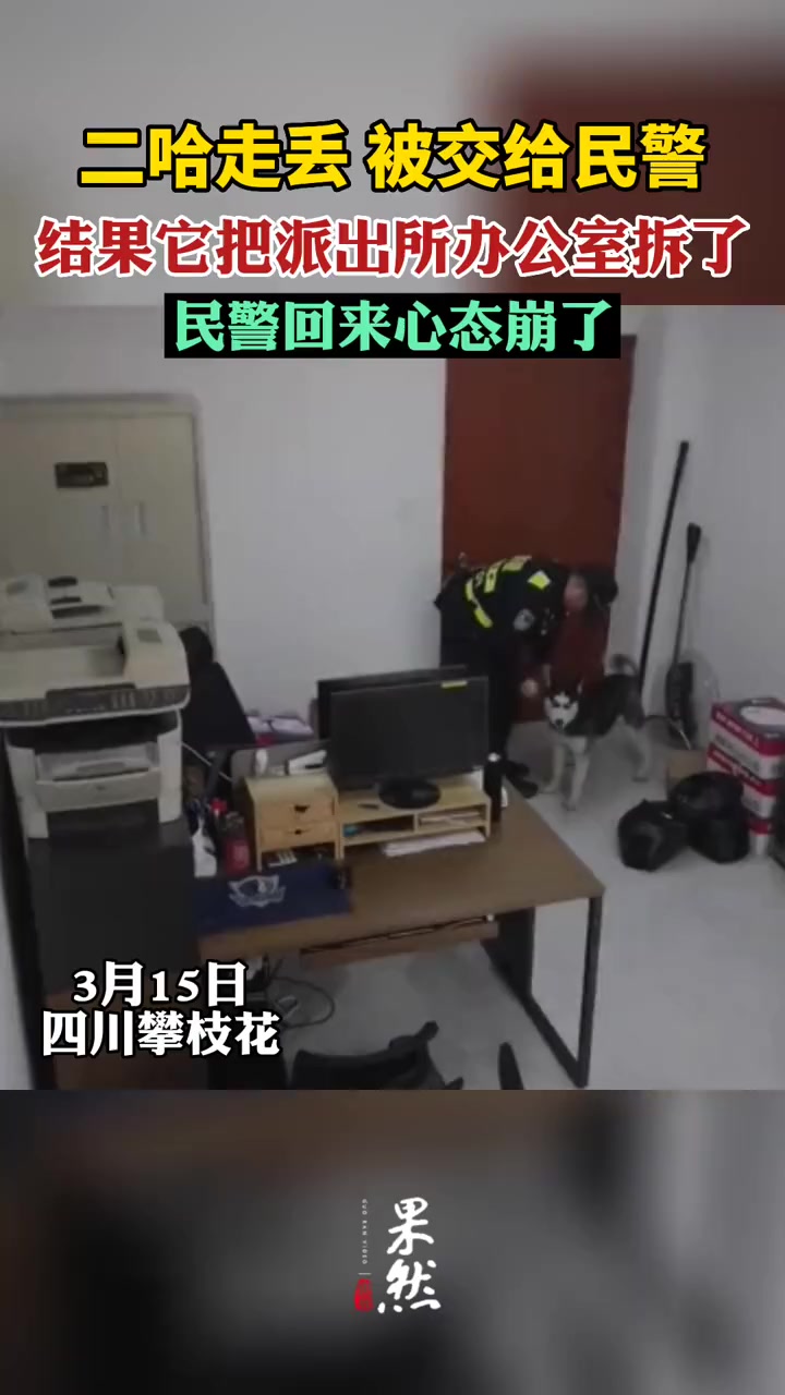 二哈走丢,被交给民警,结果它把派出所办公室拆了