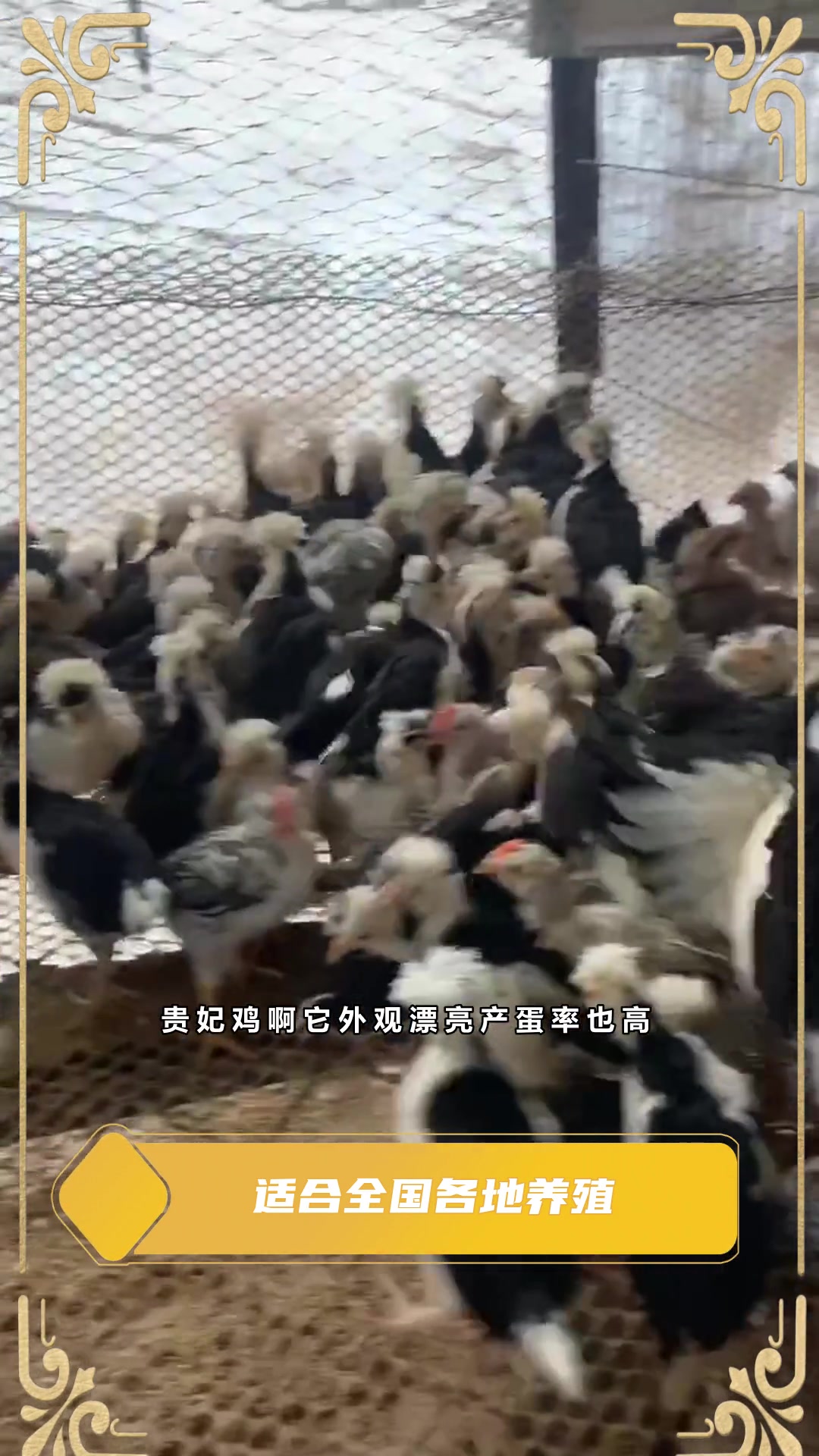 产蛋之王,贵妃鸡