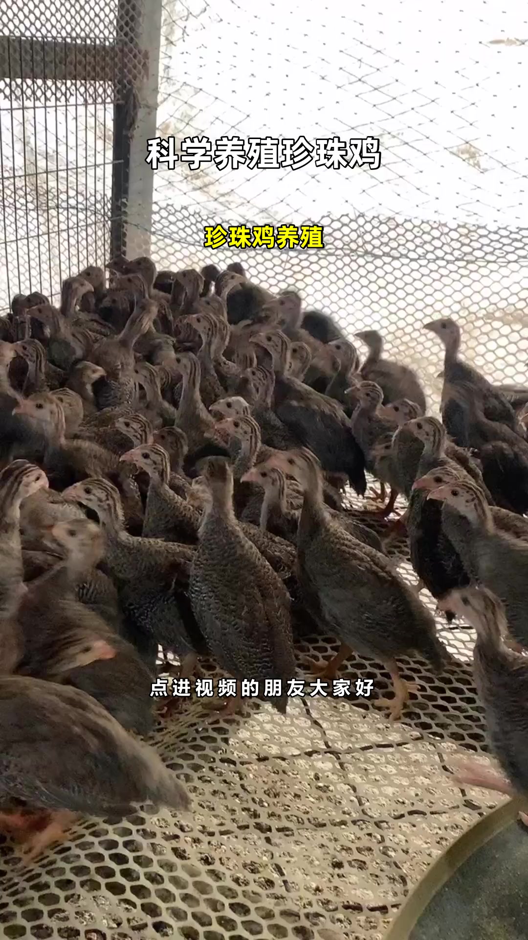 珍珠鸡养殖