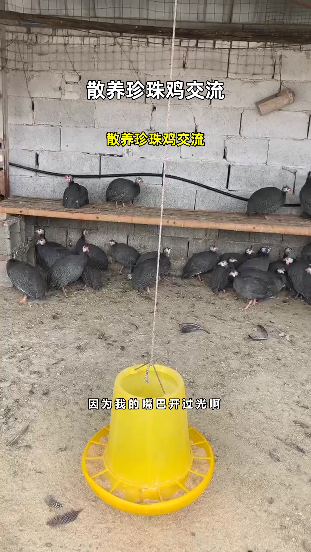 散养珍珠鸡交流