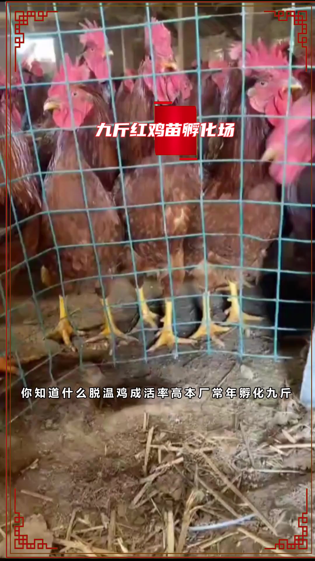 你知道什么红玉鸡苗抗病力强吗?