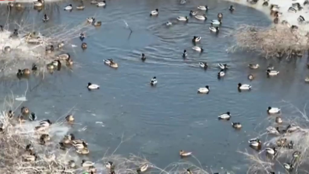 【#白天鹅在承德美成了水墨画#】近日,冰雪消融,万物复苏,河北承德围场迎来了首批迁徙的候鸟