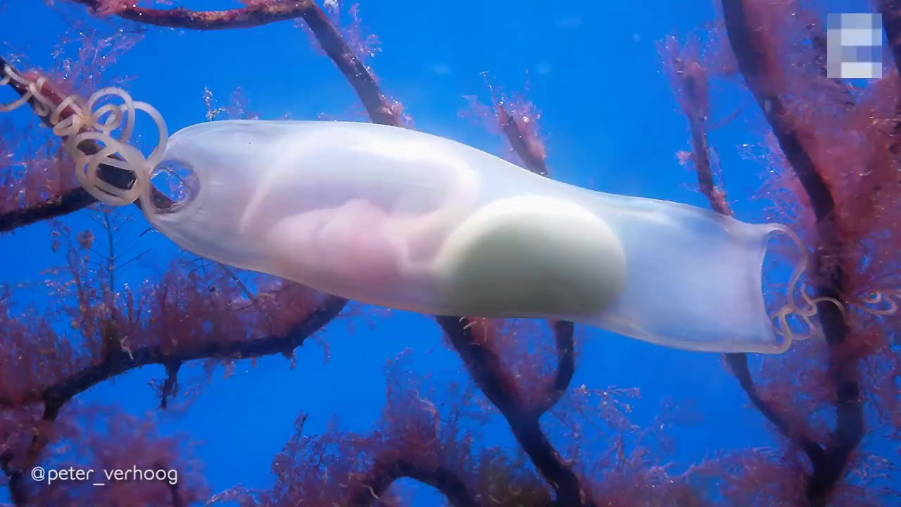 【荷兰摄影师在水族馆拍到一条鲨鱼宝宝在卵鞘内活动的罕见画面】荷兰摄影师彼得·弗霍格近日在鹿