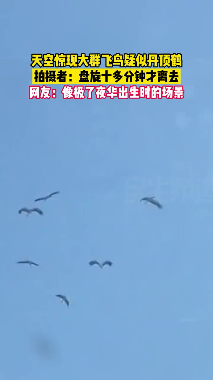 3月19日,吉林长春。天空惊现一群飞鸟疑似丹顶鹤,盘旋十多分钟才离去。网友:像极了夜华出生