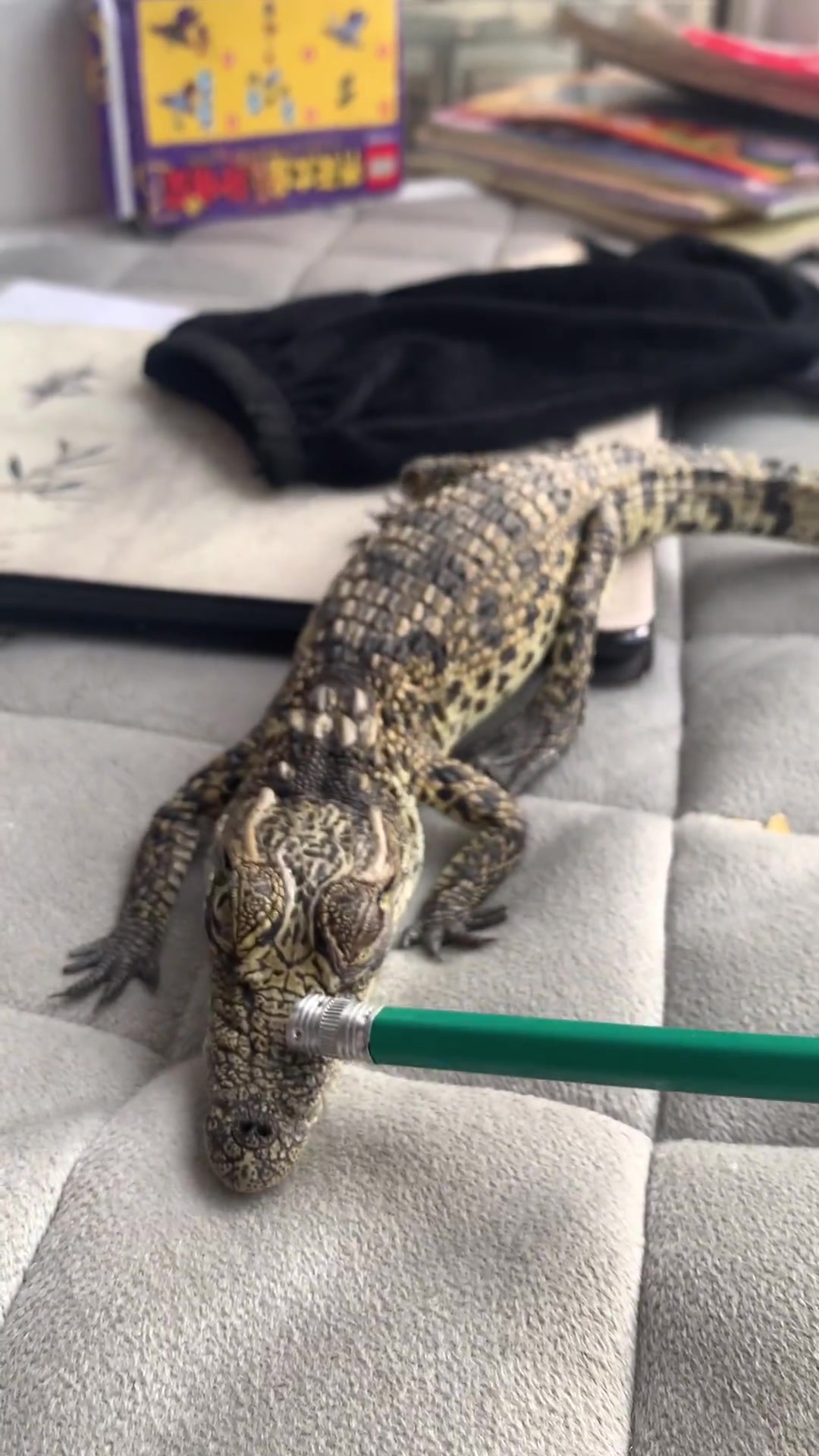 知道为什么鳄鱼会一直张着嘴吗?