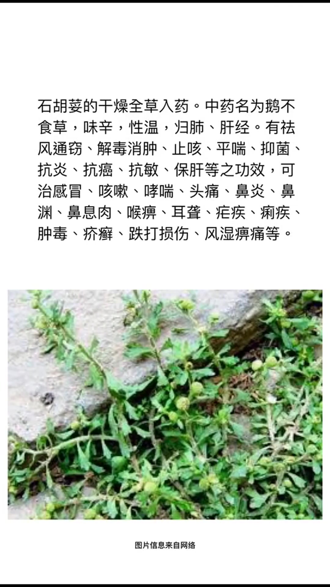 鹅不食草 养生 植物