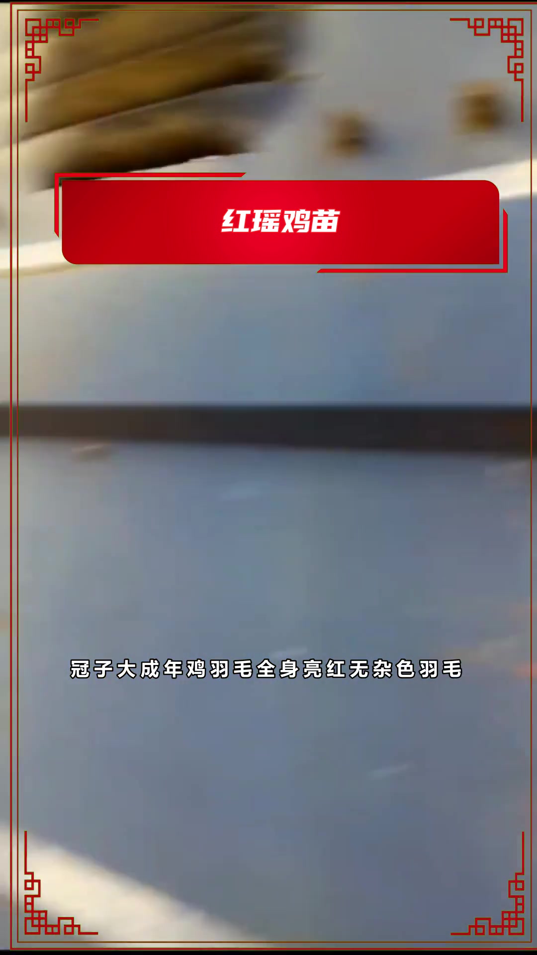 什么样的红鸡苗圈养好?