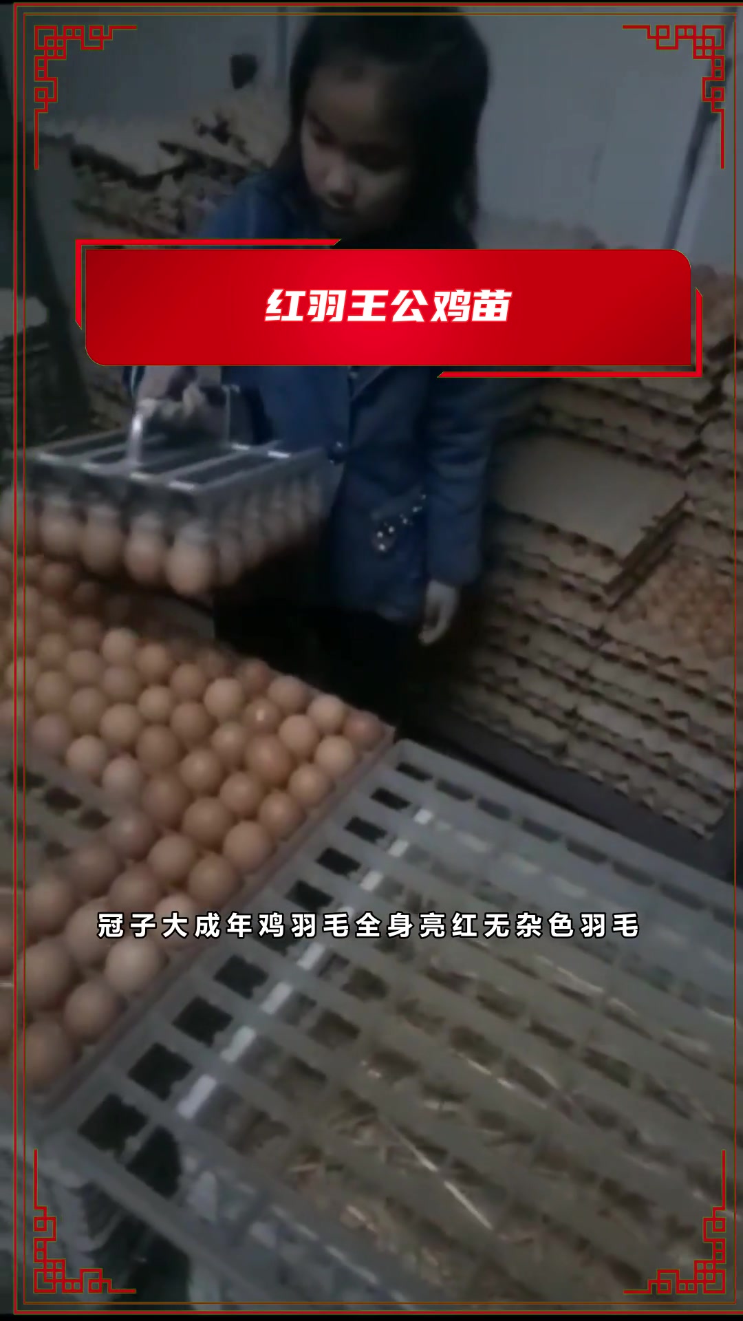 什么样的山鸡苗成活率高?