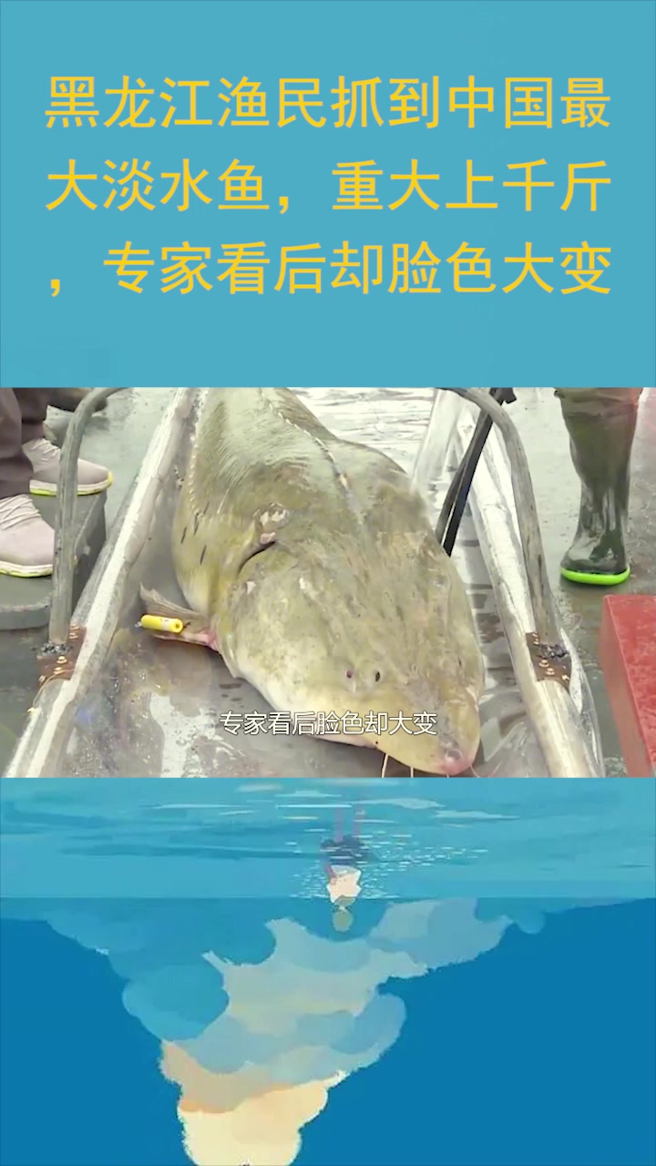 黑龙江渔民抓到中国最大淡水鱼,重大上千斤,专家看后却脸色大变