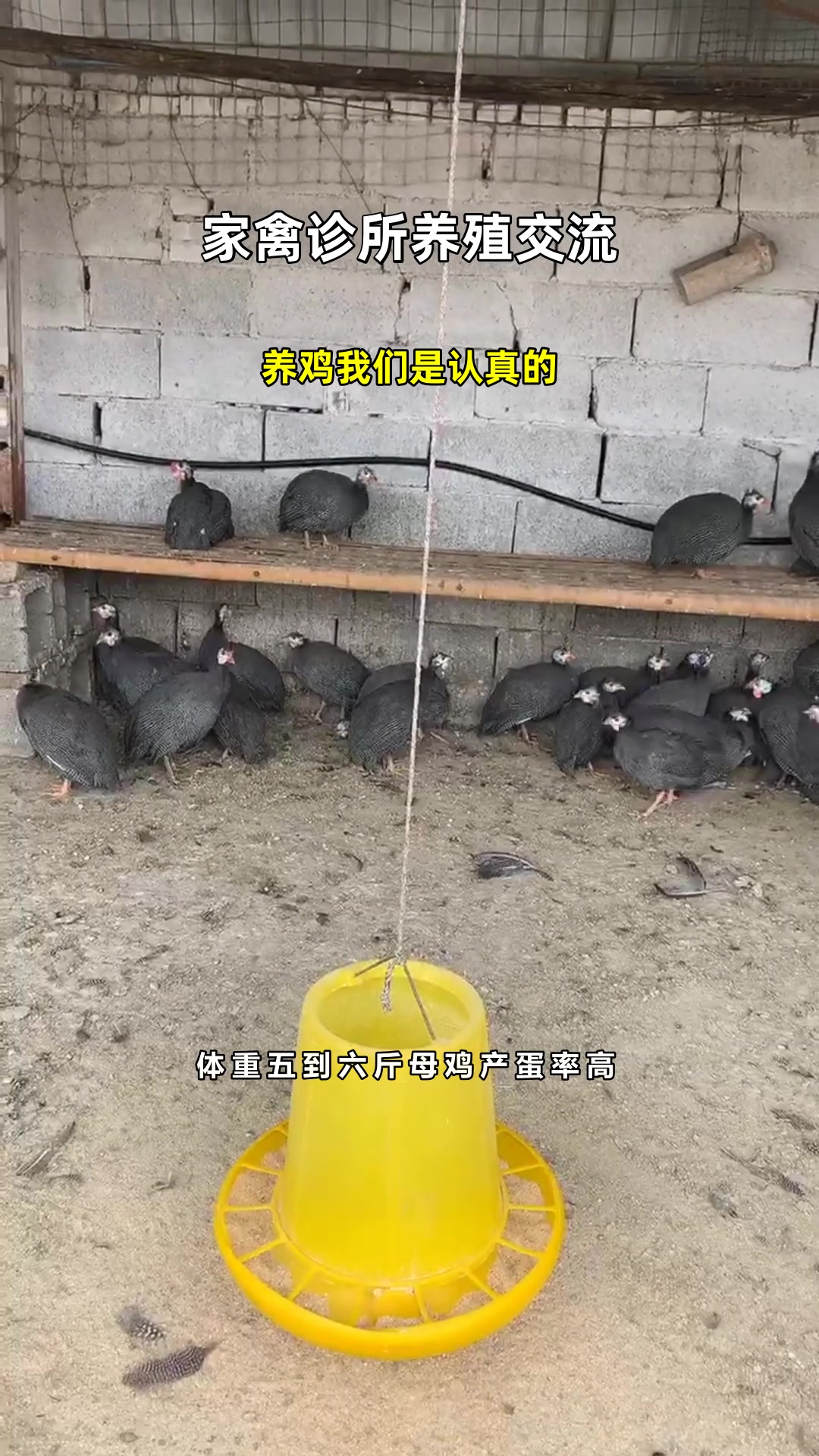 养鸡我们是认真的