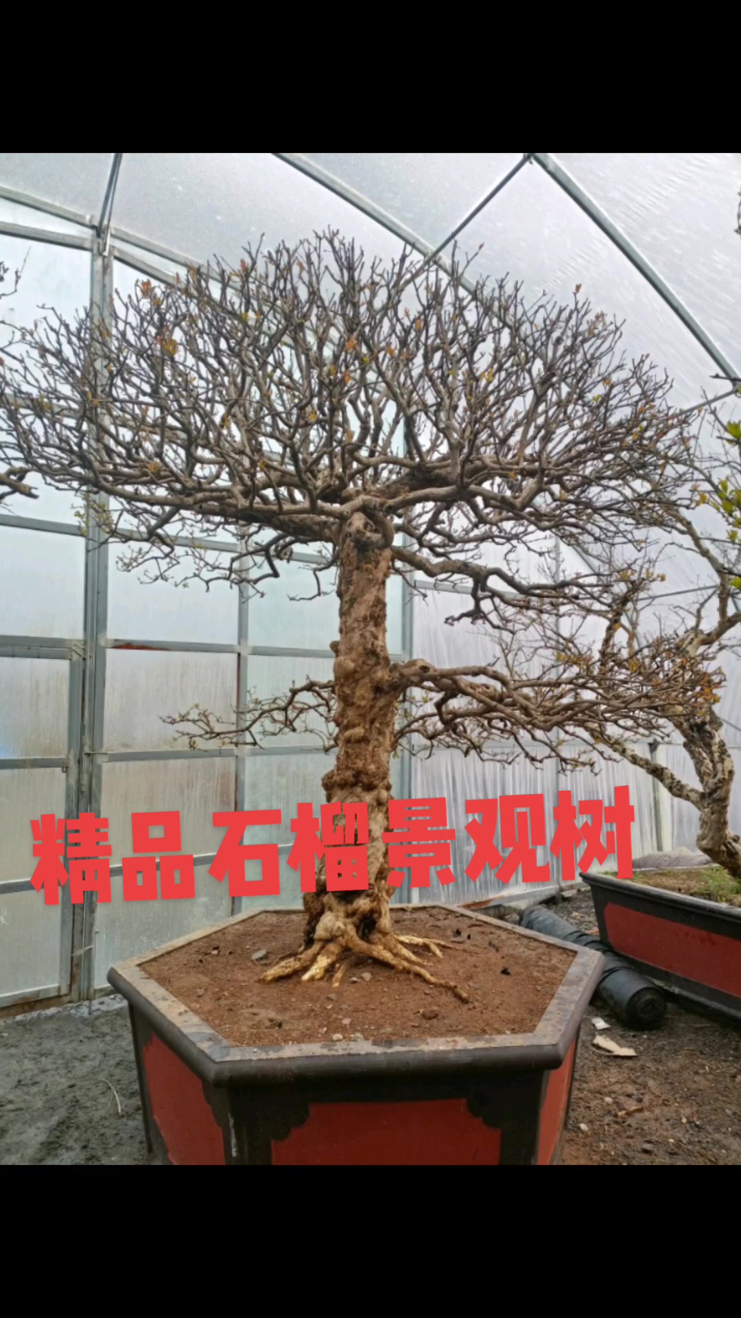 精品石榴景观树大红袍老桩