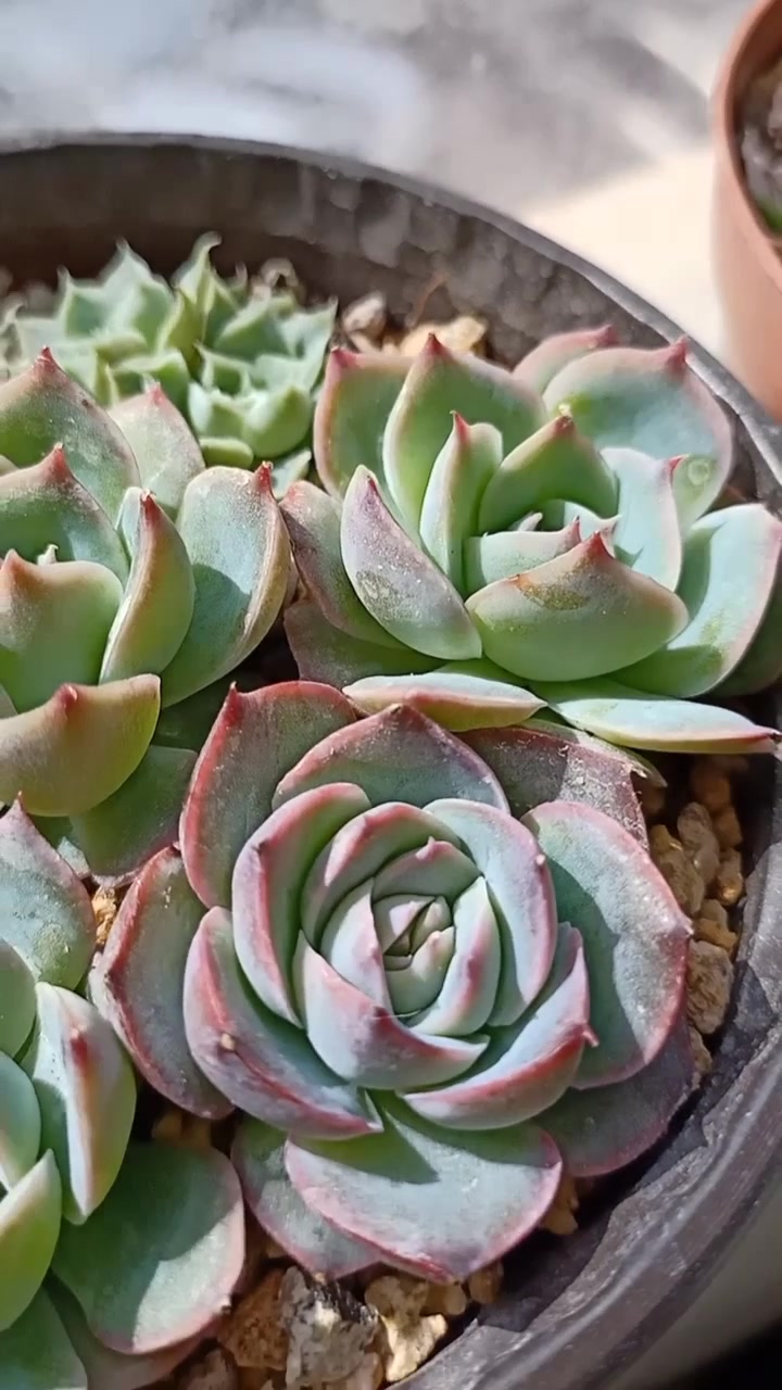 春天适合多肉生长的季节!努力蜕变!麦秆缀化!橙梦露!小杂花!