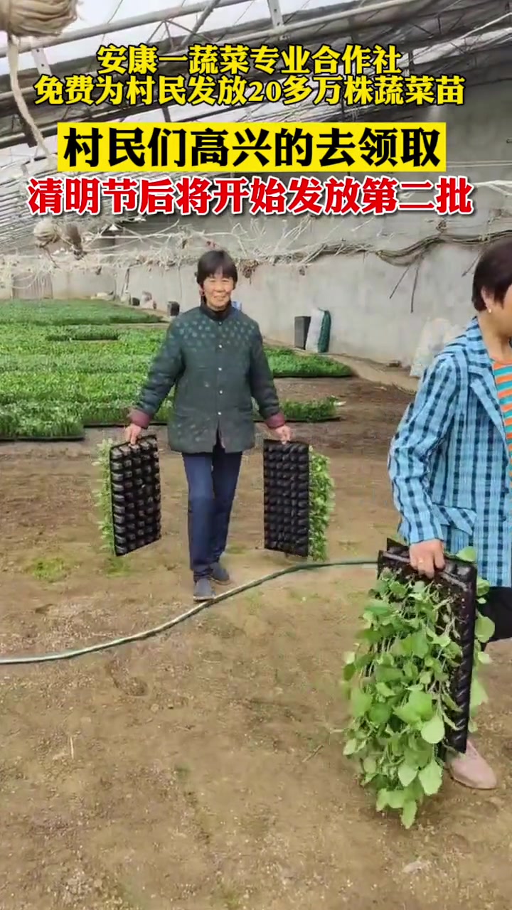 3月22日,陕西安康。一蔬菜专业合作社免费为村民发放20多万株蔬菜苗,村民高兴的去领取!