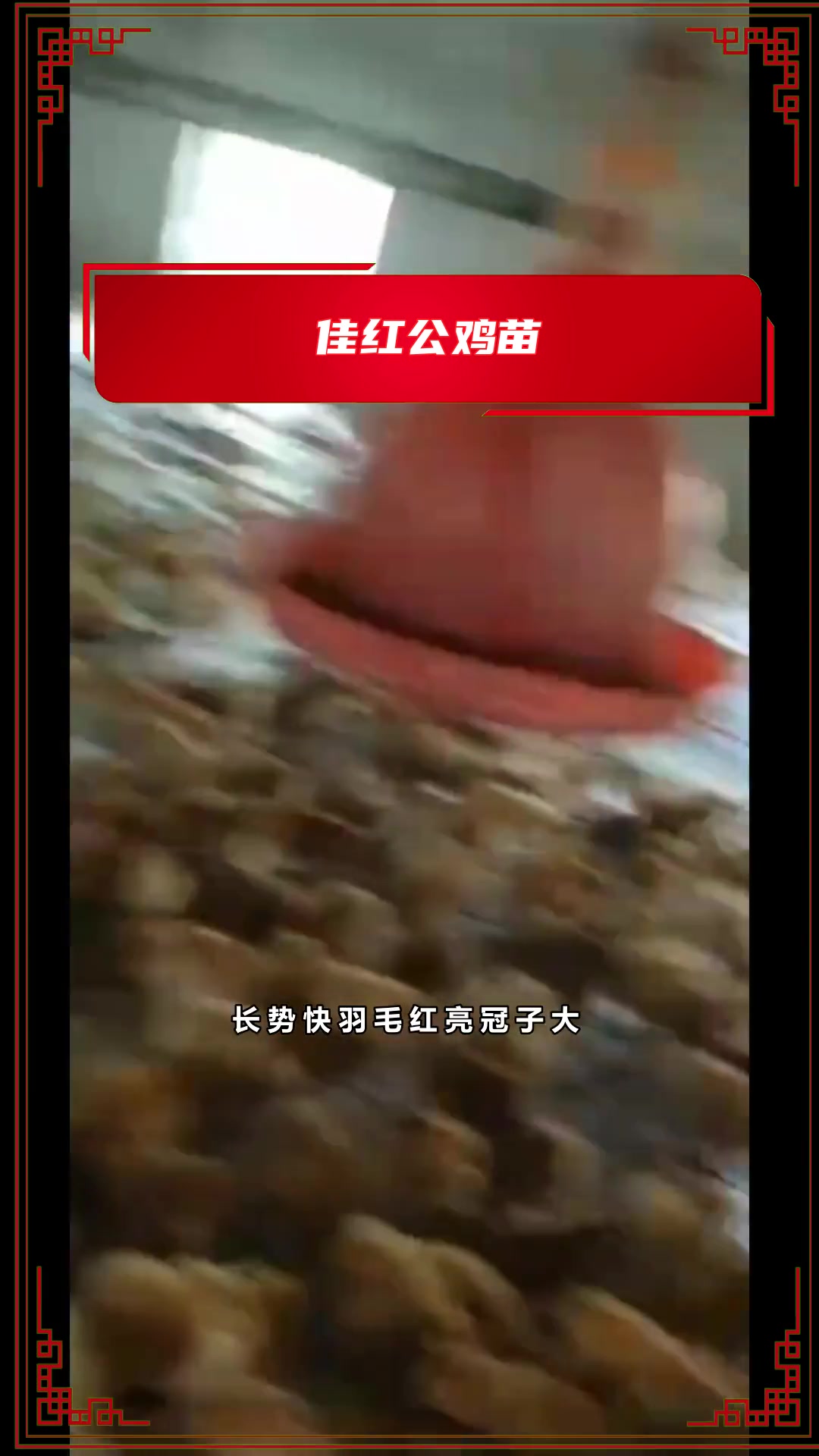 什么样的乌鸡苗适应散养吗?