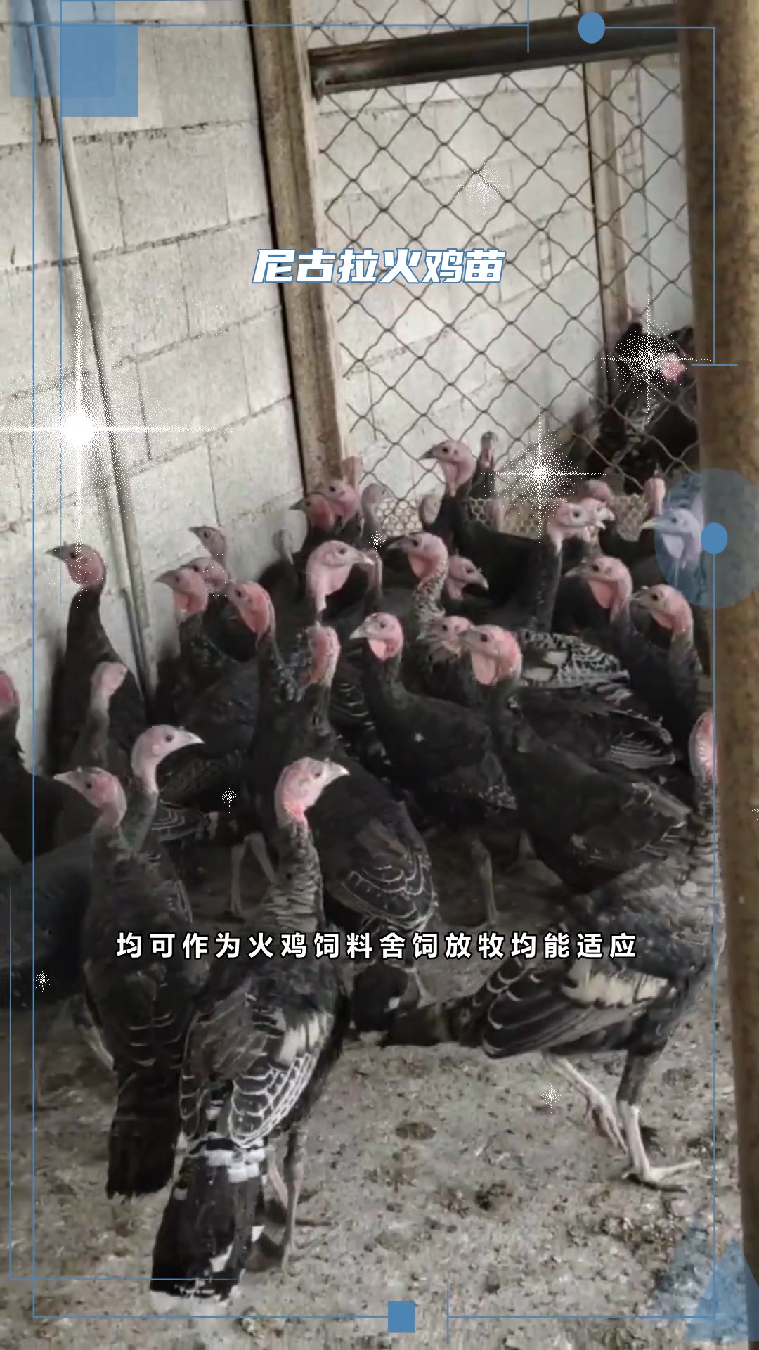 成年火鸡养殖