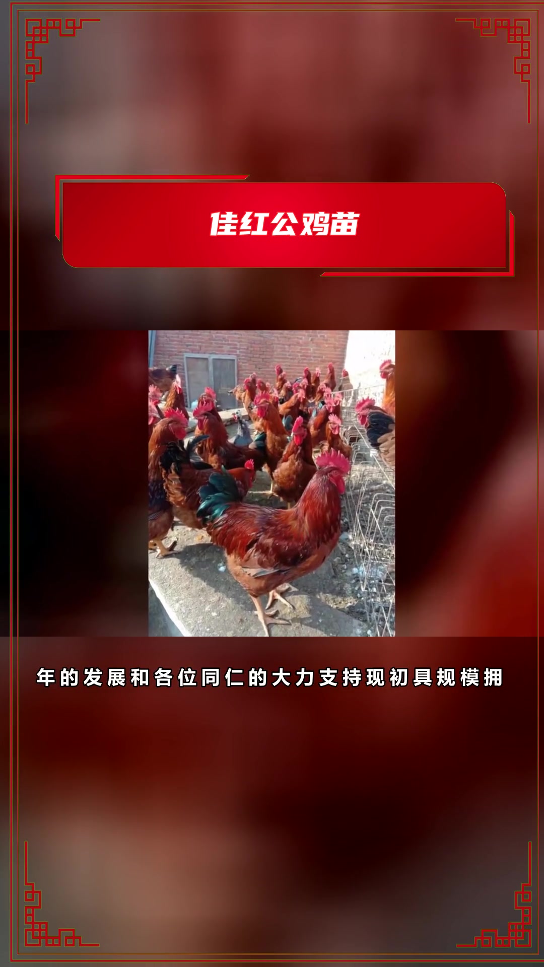 什么样的脱温鸡圈养好?