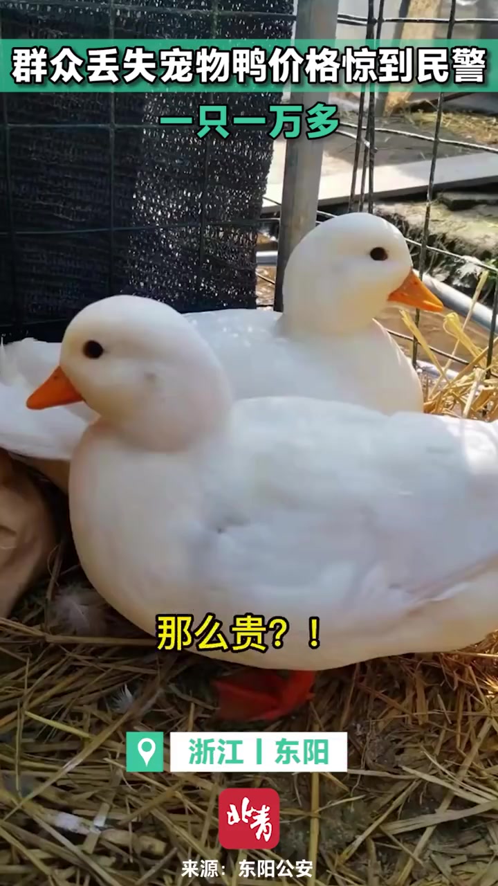 【#男子丢失2只价值1万的宠物鸭报警#:玩的人才懂其价值】萌宠近日,浙江东阳,吴先生报警称